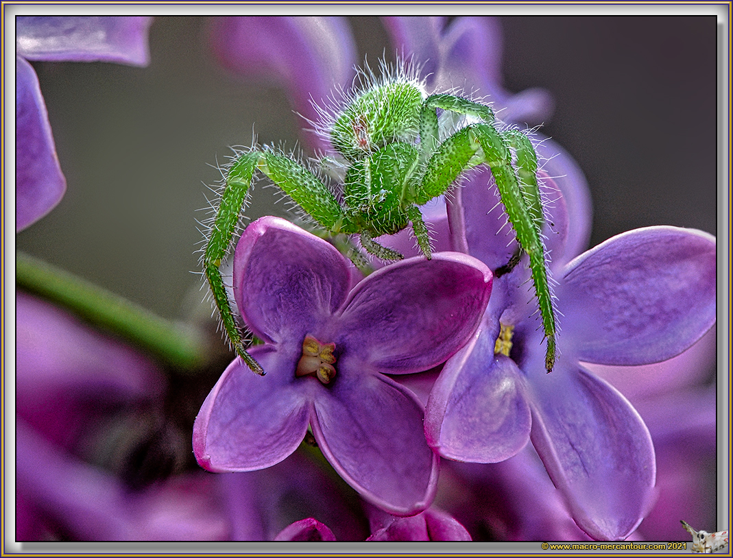 Sparassidae